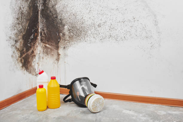 Best Emergency Mold Remediation in Patrick Af, FL