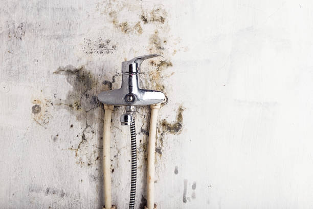 Best Commercial Mold Remediation in Patrick Af, FL