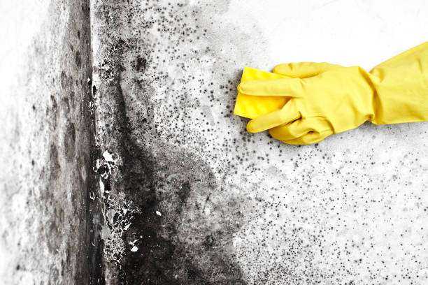 Best DIY Mold Remediation Support Services in Patrick Af, FL