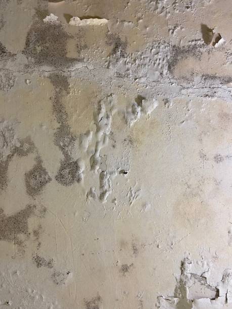 Best Mold Testing and Inspection Services in Patrick Af, FL