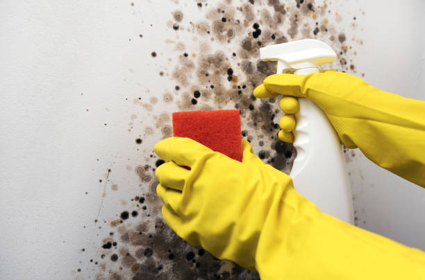Best Basement Mold Remediation in Patrick Af, FL