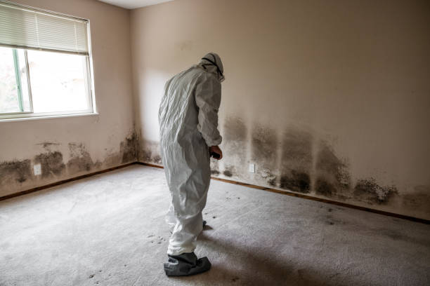 Best Industrial Mold Remediation in Patrick Af, FL
