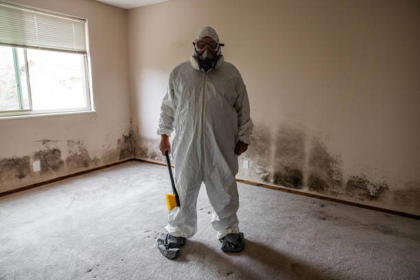 Best Attic Mold Remediation in Patrick Af, FL