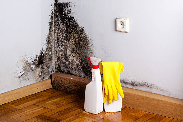 Trusted Patrick Af, FL Mold Remediation Experts