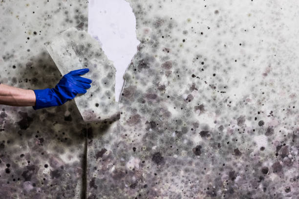 Best HVAC Mold Remediation in Patrick Af, FL