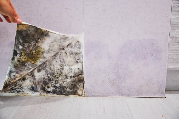 Best Kitchen Mold Remediation in Patrick Af, FL